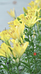 #摄影（花）#