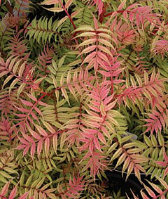 花花虫虫采集到花卉----001