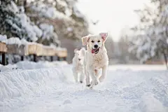 点击来源直接获取大图文件 |funny golden retriever dog running in the forest in winter