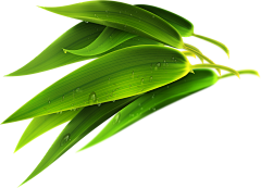 请拾訫采集到PNG ✪ 植物 花草树木