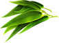 端午节素材 PNG透明底 免抠图 竹叶 <a class="text-meta meta-mention" href="/mmmmmmmmmmmmmmmmmmmmm/">@飞天胖虎</a>