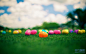 草地上的彩色彩蛋高清图片下载-非凡图库