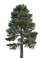 Conifer Trees (3)