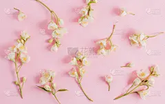 柔和的茉莉花图案。平的。俯视图
