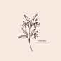 Hand drawn comfrey flower illustration
