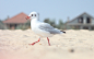 focus-on-seagull-sand-beach-houses-hd-wallpaper