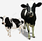 奶牛高清素材 奶牛 牛奶 草原 元素 免抠png 设计图片 免费下载 页面网页 平面电商 创意素材