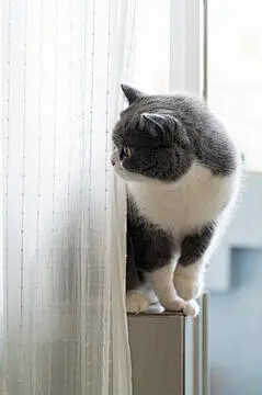 点击来源直接获取大图文件 |British Shorthair Cat Hiding Behind Curtains
