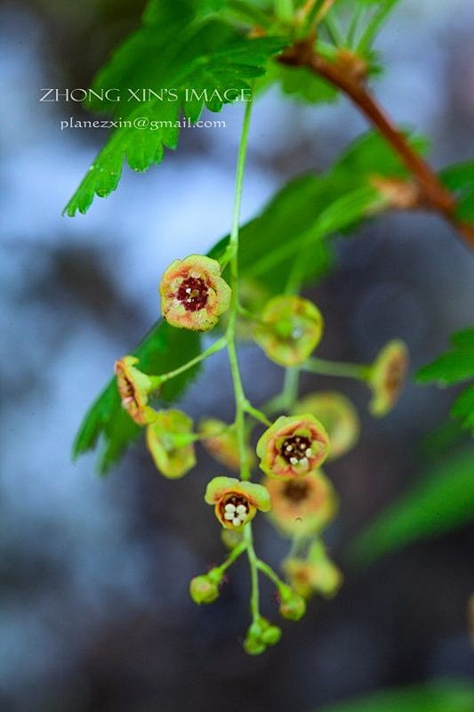 Ribes lacustre 刺醋栗，b...