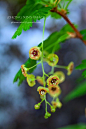 Ribes lacustre 刺醋栗，black gooseberry 中土对这个属的称呼是茶藨子（当然是好吃的。。）。Teton的山道上常见，估计还是区域性入侵物种。
