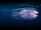 美哭的海洋生物摄影，来自著名的海洋生物摄影师 Alexander Semenov（clione.ru）。 ​​​​