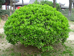 波寒冬采集到河南漯河植物