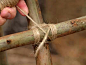 Lashing - How to