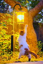 关爱流浪猫咪
为它亮一盏长明灯