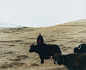 其中包括图片：NORLHA COMMUNITY