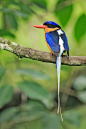 白尾仙翡翠Tanysiptera sylvia 佛法僧目 翠鸟科 仙翡翠属
Buff-breasted Paradise Kingfisher, Australia