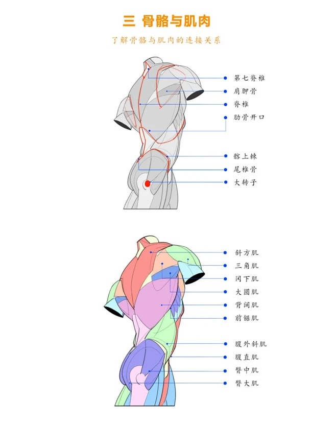 背部结构和背部肌肉画法__5_大木画画工作室_来自小红书网页版-花瓣网