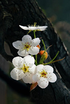 SomgLikeYou采集到色——花花世界