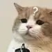 小艾aa