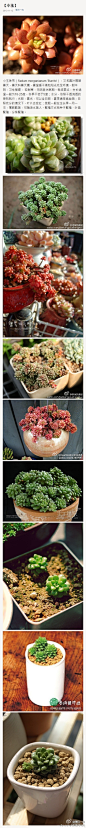 小玉珠帘（Sedum morganianum 'Burrito'），又名圆叶翡翠景天，景天科景天属，喜温暖干燥和阳光充足环境，耐半阴，习性强健， 较耐寒，无明显休眠期。栽培要点：生长适温一般为18-25度，冬季不低于5度；水分，依照干透浇透的原则就行；光照，喜光，可以全日照，夏季通常遮些荫；日照充分的情况下，叶片会变红；施肥一般在生长季一月一次，薄肥勤施，可随浇水施入。繁殖方式有种子繁殖、叶插 繁殖、分株繁殖。