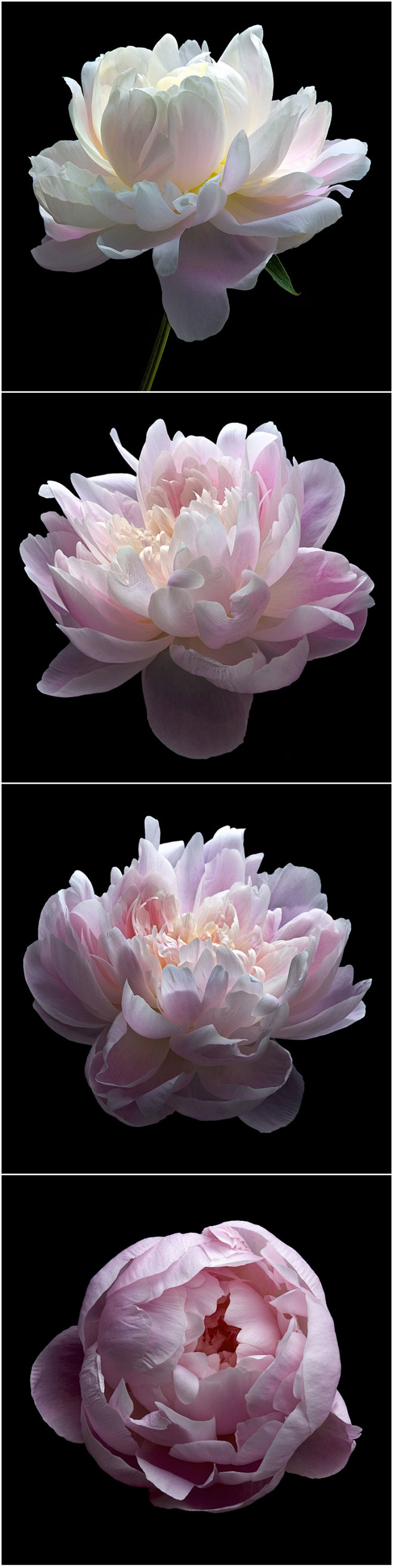 228 植物花卉花朵摄影光影色彩写真花瓣...