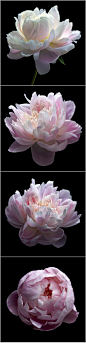 228 植物花卉花朵摄影光影色彩写真花瓣特写绘画静物美术设计素材-淘宝网