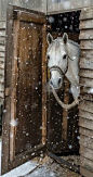 Winter Horse