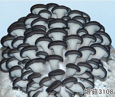 姬菇，是独特的平菇种类，侧耳属，学名姬菇...