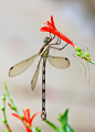 Great Spreadwing Damselfly | Flickr - Photo Sharing! 