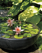 You don't need a pond to grow water lilies. I do have a Koi pond, but I'd like to grow Water Lillies in it.