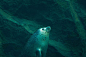 游泳的海豹的照片素材