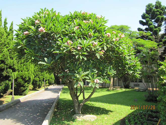 粉花鸡蛋花