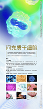 干细胞