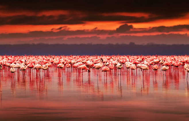 肯尼亚自然美丽的夕阳下的非洲火烈鸟，火烈...