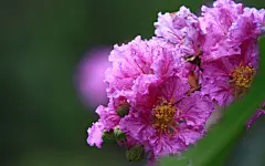 紫薇花花语图片清新壁纸桌面壁纸2