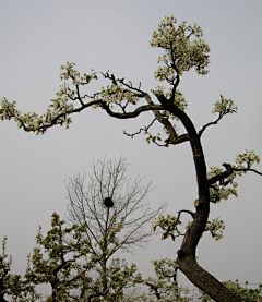 風中的珠兒采集到風花