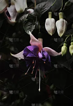 铃,垂直画幅,壁纸样本,新加坡,无人,花卉花环,白色,植物,紫色,暗色