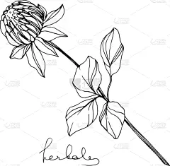 草本,叶子,黑白图片,铅笔,壁纸,植物,草图,花,剪影