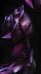 苹果ios9.1紫色花瓣内置壁纸