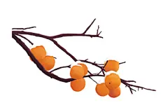 立冬元素寒露白露24节气立冬冬至大雪小雪手绘冬日积雪柿子树树枝