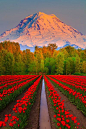 Tulip fields - Mt Rainier, Washington:
