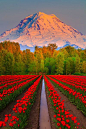 Tulip fields - Mt Rainier, Washington: 