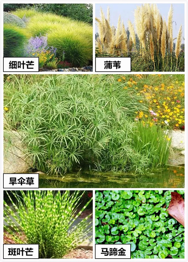 3.选用既可耐涝又有一定抗旱能力的植物因...