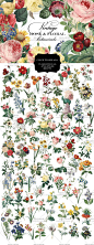 手绘风 复古玫瑰和花卉植物 PNG 免抠图 设计素材 2016020821-淘宝网