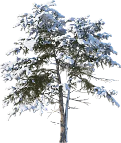 tree4