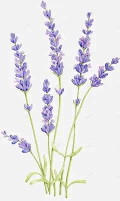 紫色薰衣草透明灬小狮子灬植物花朵鲜花花卉玫瑰花郁金 元素 免抠png 设计图片 免费下载 页面网页 平面电商 创意素材