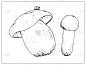 牛肝菌,绘画插图,白色背景,矢量,一个物体,高雅,直的,分离着色,动物手,绘制