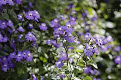 不要在阳光下忘记我