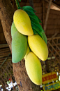 Fresh Mangoes on sale, Koh Lipe, Thailand