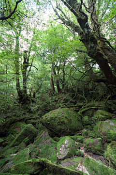 爱吃的梦子采集到【植被】